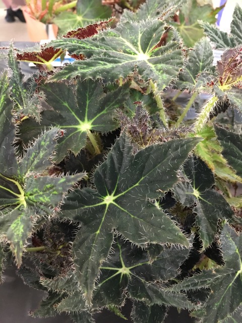 B. ‘Palomar Midnight’